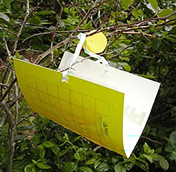 Blueberry-Maggot-Trap Figure 7.jpg